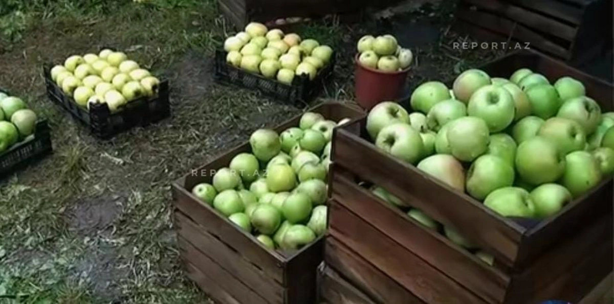 Almanın kiloqramı 6-7 qəpiyə düşdü