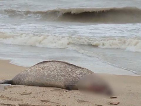 Xəzərin sahilində suiti cəsədləri tapıldı