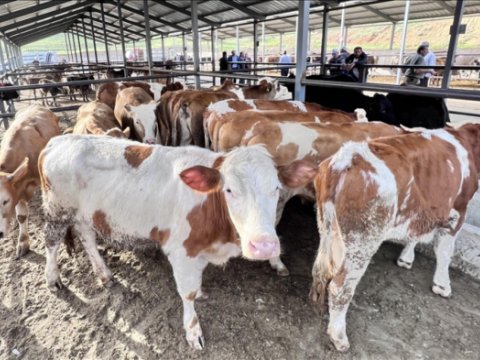 Dabaq xəstəliyinə qarşı peyvəndləmə vacibdir - EKSPERT