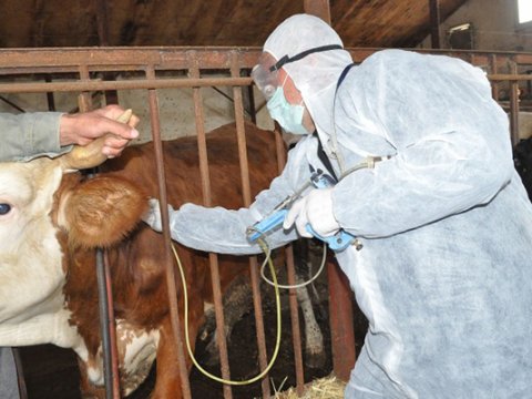 Astarada da dabaq xəstəliyi yayıldı