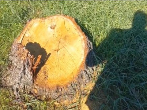 Ağacların kəsilməsi araşdırılır