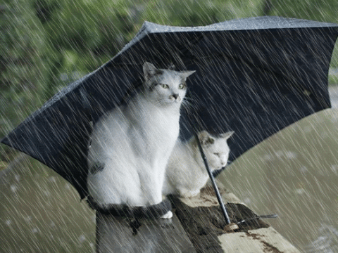 Leysan və dolu yağacaq - Günün havası