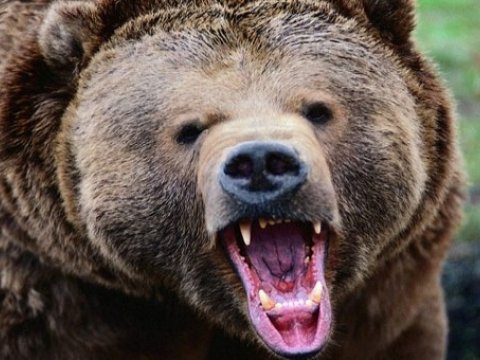 Ayı çobana hücum etdi – itlər sahibini xilas etdi  