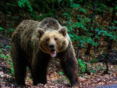 Naxçıvanda ayı ata və oğula hücum etdi