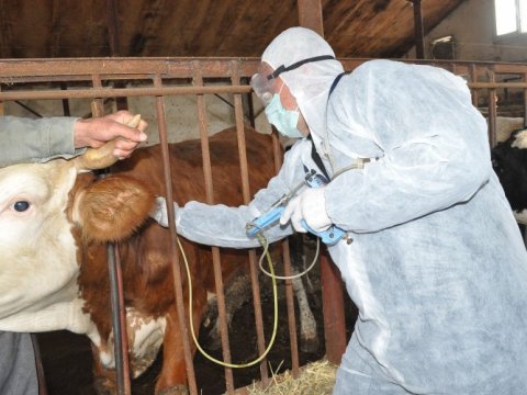 Dabaq təhlükəsi: tələf olmuş heyvanlar satışa çıxarılır