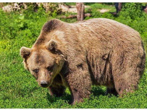 Ayı hücumlarının artmasına səbəb nədir? - AÇIQLAMA