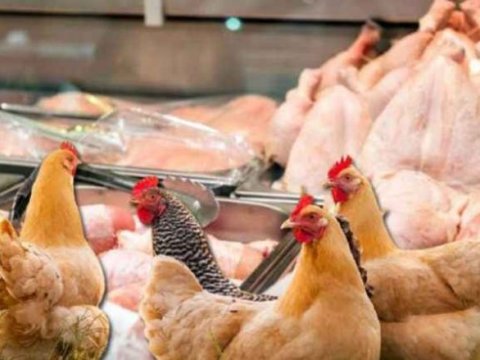 Toyuq əti niyə bahalaşır? - Səbəb AÇIQLANDI