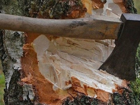 Ağacların kəsilməsinə görə yaşıllıqlara 7 min manatdan çox ziyan dəyib