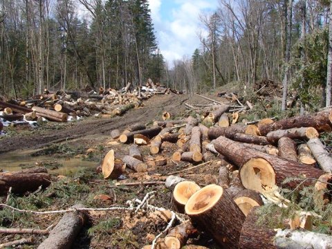 Kəlbəcərdə ağac kəsilib - Araşdırma aparılır