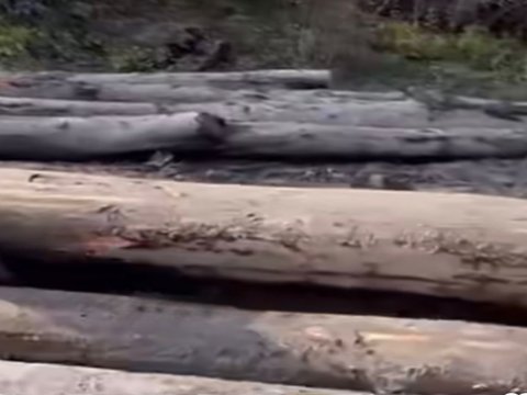 Şabranda ağacların kəsilməsi araşdırılır - FOTO