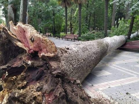 Bakıda çinar ağacı aşdı - 3 nəfər xəsarət aldı