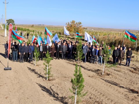 Samuxda “Zəfər Günü”nə həsr olunmuş ağacəkmə aksiyası - FOTOLAR
