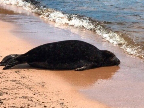 Xəzər sahilində 112 ölü suiti aşkarlandı