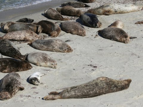 Xəzərdə suitilərin ölüm səbəbi - AÇIQLANDI
