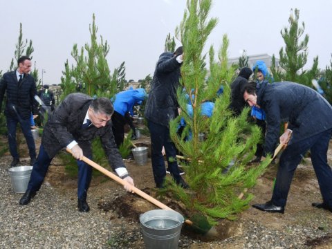 Zəfərin 5-ci ildönümünə həsr edilən ağacəkmə aksiyası - FOTO