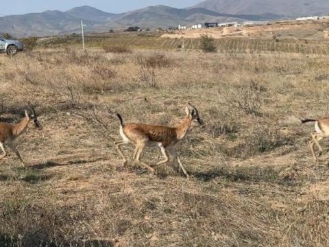 Cəbrayıla yeddi baş ceyran buraxıldı - FOTO