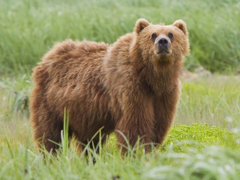 Yaponiya ordusu ayılara müharibə elan etdi