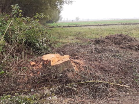 Sağlam söyüd ağaclarını kəsən şəxs saxlanıldı