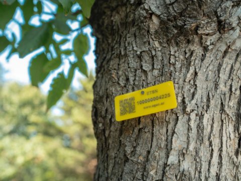 Meşələrdə ağacların nişanlanmasına başlanıldı