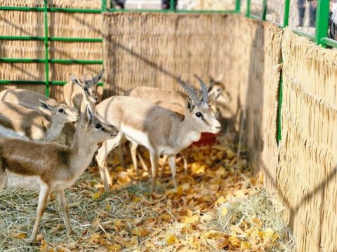 Culfada təbiətə nadir heyvanlar buraxıldı - FOTOLAR