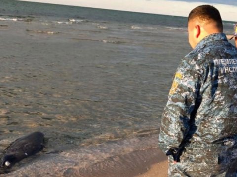 Xəzər sahilində daha 71 ölü suiti TAPILDI