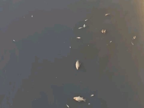 Abşeron kanalında balıqlar tələf oldu - VİDEO