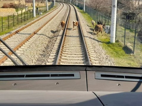 Qatarlar heyvanlarla 48 dəfə toqquşub