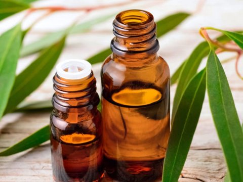 Olivia ilə Evkalipt yağını kəşf edin: faydaları və istifadəsi