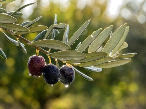 Türkiyənin məşhur zeytun yığımı - Anadolu mədəniyyəti  