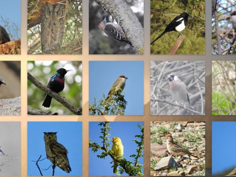 Azərbaycanda iki quş növü yoxa çıxıb - Ekspert səbəbləri AÇIQLADI