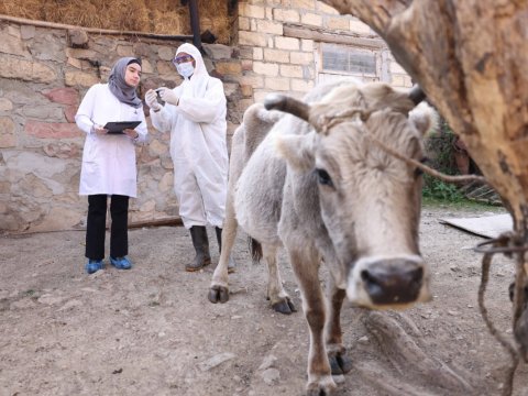 “Daşkəsən və Göygöldə aqrar inkişafa dəstək” layihəsi uğurla davam etdirilir - FOTOLAR
