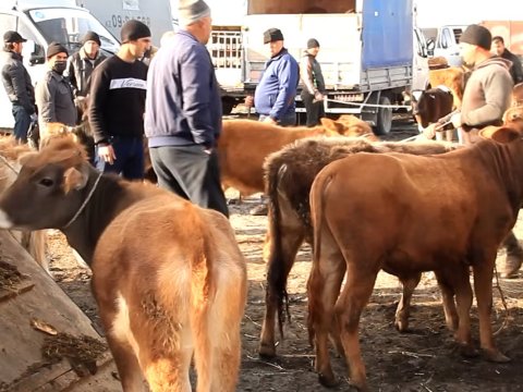 Heyvan bazarları nə vaxt açılacaq? - Rəsmi cavab