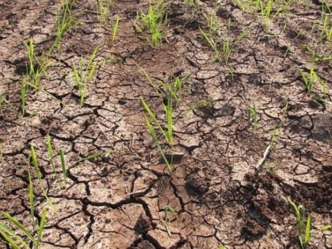 Fermerlər mütləq sığortaya cəlb olunmalıdır - KOMİTƏ SƏDRİ