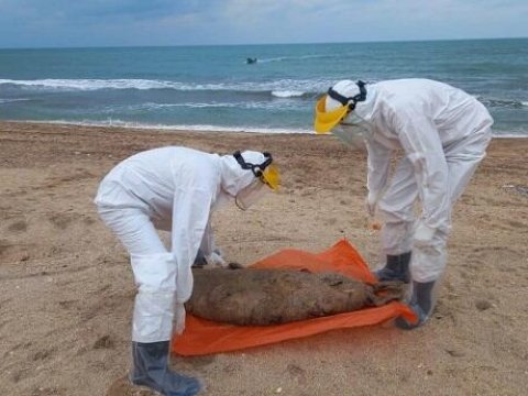 Xəzər sahilində tapılan ölü suitilərin sayı 500-ü keçdi