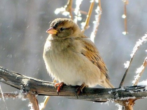 Hansı rayonlara qar yağacaq?