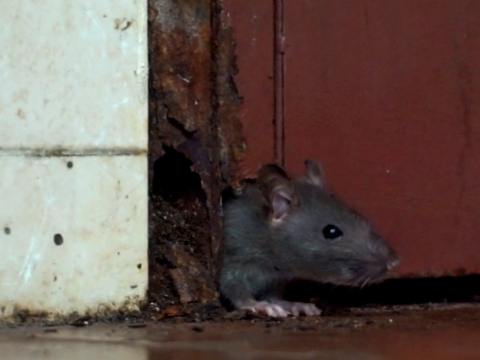 Bakıda siçovullar maşınlara zərər vurdu - VİDEO&nbsp;