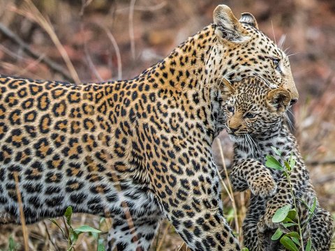 Azərbaycanda bu heyvan növləri YOXA ÇIXIB