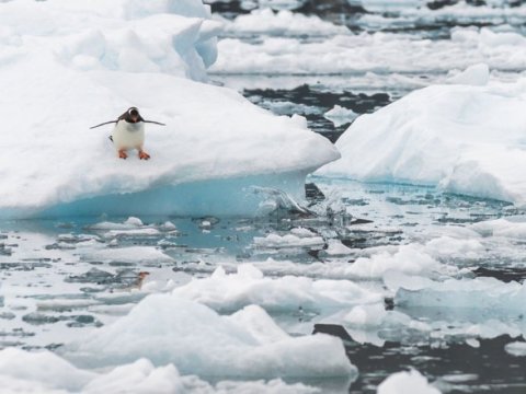 Arktikada temperatur rekord həddə çatıb