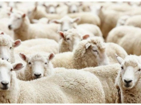 Somalidən gətirilən ət satış üçün deyilmiş &ndash; RƏSMİ