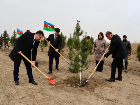 Samuxda növbəti ağacəkmə aksiyası keçirilib - FOTOLAR&nbsp;&nbsp;
