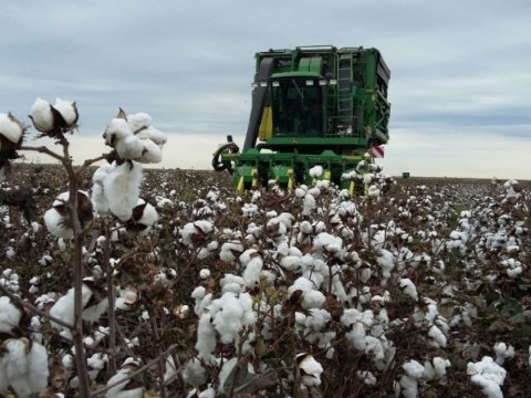 Azərbaycanda ən çox pambıq yığılan rayon açıqlandı