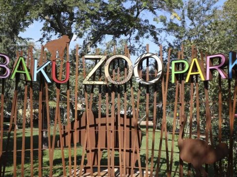Bakı Zooparkı niyə panda ala bilmir... - Direktor müavini açıqladı
