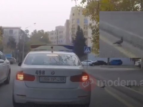 Yol polisindən humanist addım:&nbsp;göyərçinə yol verdi - VİDEO