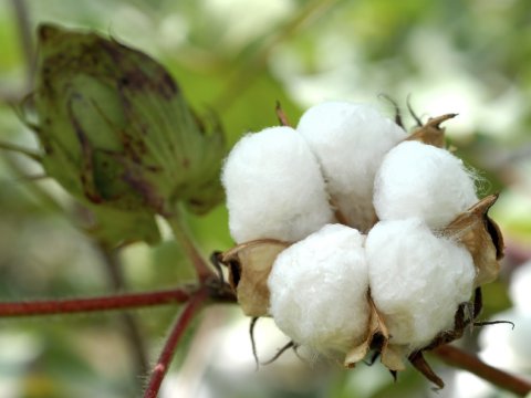 Azərbaycan bu məhsulun&nbsp;istehsal&nbsp;34% artdı