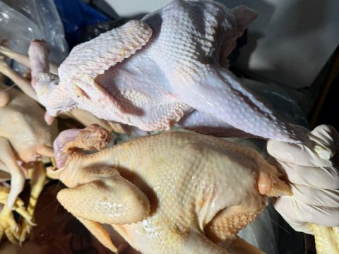 "Kənd toyuğu" adı ilə rəngləmiş toyuq satılırmış