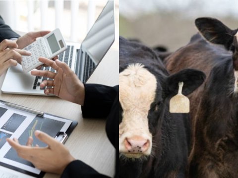 Nazirliyin&nbsp;5 milyon ödədiyi minlərlə mal-qara&nbsp;"yoxa çıxıb" - ŞOK FAKTLAR