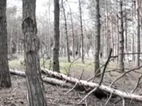 Biləcəridə meşə məhv olur - VİDEO