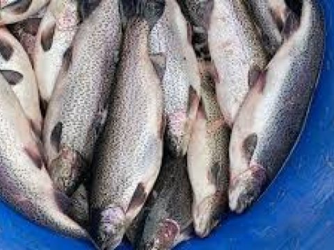 Azərbaycanda farel balığı bahalaşdı