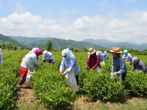 Azərbaycanda neçə ton çay yarpağı yığılıb?