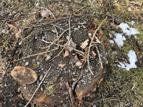 Oğuzda qanunsuz ağac kəsiminə görə&nbsp;cinayət işi açıldı